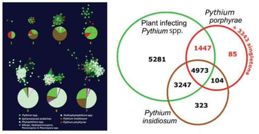 Pythium porphyrae의 다른 난균강 원생생물과의 elicitin-like 유전자 네트워크 분석과 식물 및 동물 감염성 Pythium과의 클러스터 분석 (Badis et al. 2020)