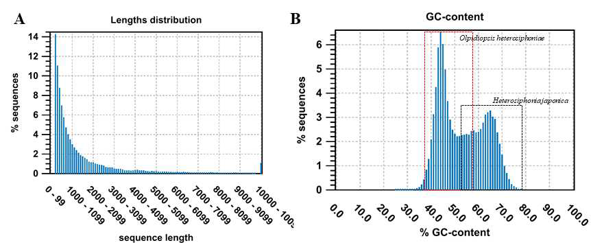 숙주 해양조류 Heterosiphonia japonica와 난균강 원생생물 Olpidiopsis heterosiphoniae 발현유전체 분석. A. assembly 결과의 길이 분포. B. GC 함량분석. 숙주 Heterosiphonia japonica와 Olpidiopsis heterosiphoniae의 다른 GC 함량으로 인해 두 곳(붉은색, 검은색 박스)의 contig 분포를 나타냄