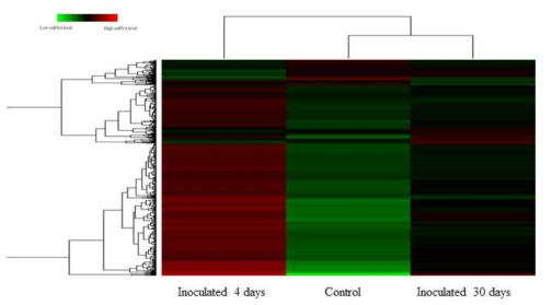 Heterosiphonia japonica와 Olpidiopsis heterosiphoniae 감염에 따른 유전자 발현 hierarchical clustering 분석