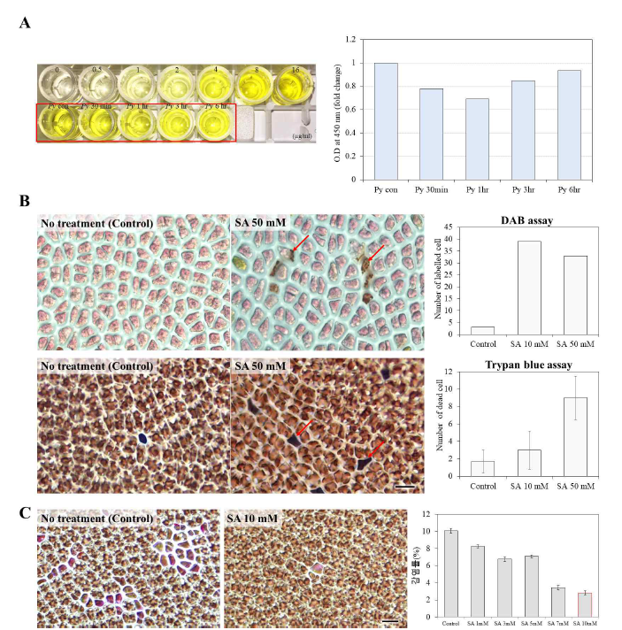 Pythium porphyrae의 숙주 생물 Pyropia의 살리실산 검출과 활성 측정. A. 살리실산 ELISA assay. B. 살리실산 처리에 따른 숙주 생물의 활성산소 축적과 세포자살률 증가. C. 살리실산 처리에 따른 Pythium porphyrae 감염 저해. Scale bars = 20 μm