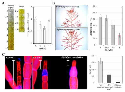 Olpidiopsis heterosiphoniae의 숙주 생물 Heterosiphonia japonica의 살리실산 검출과 활성 측정. A. 살리실산 ELISA assay. B. 살리실산 처리에 따른 숙주생물의 감염 저해. C. 살리실산 처리에 의한 숙주 생물의 감염 방어 기작의 유도