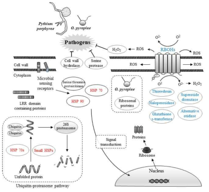 난균강 원생생물 감염과 숙주 Pyropia의 상호작용 모식도. 붉은색; heat shock protein 유전자, 푸른색; ROS 생성과 반응 관련 유전자