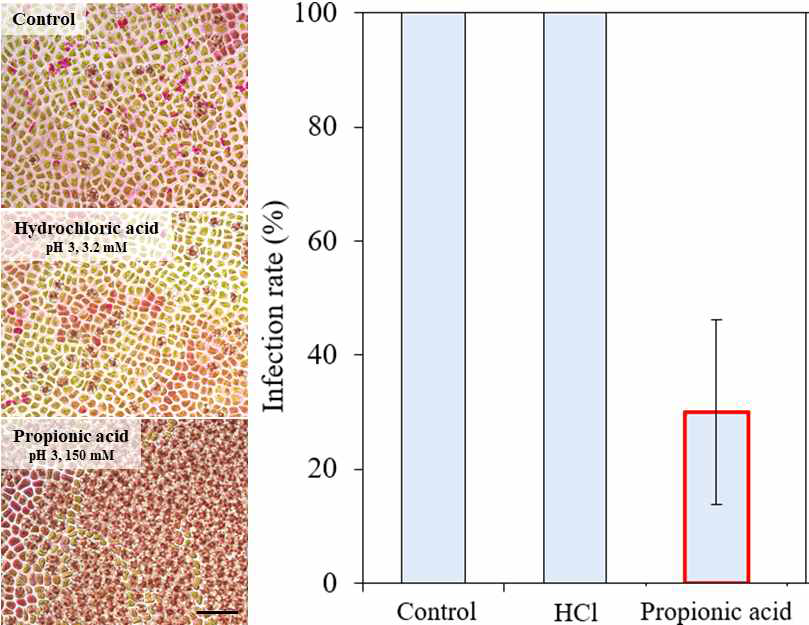 프로피온산의 Pythium porphyrae 감염 억제. Scale bar = 50 μm