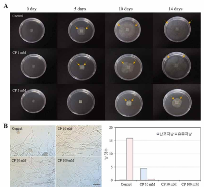 Calcium propionate의 Pythium porphyrae 생장 억제. A. Pythium porphyrae 사상체 성장 억제. B. Calcium propionate의 Pythium porphyrae 낭생성 억제. Scale bar = 50 μm