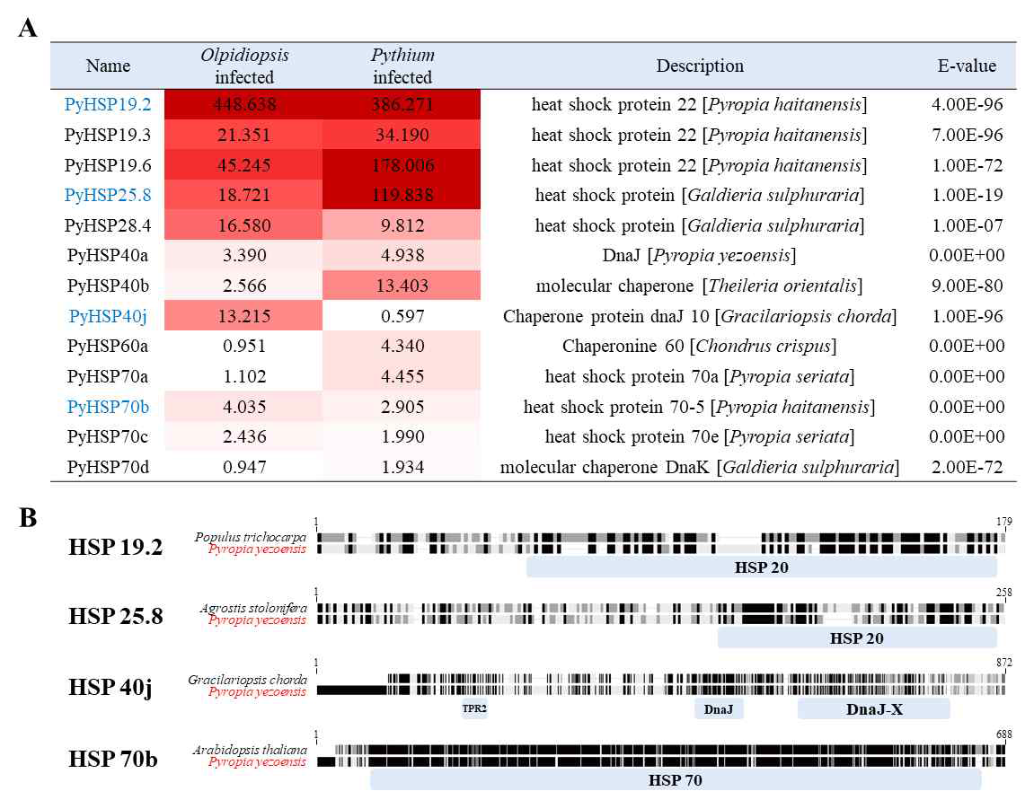 Pyropia HSP 분석. A. 난균강 원생생물 감염에 따라 발현이 촉진된 HSP유전자의 선별. B. 선발된 HSP 유전자의 단백질 구조 및 비교 분석