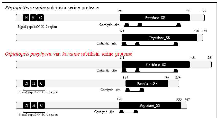 Olpidiopsis porphyrae var. koranae의 subtilisin serine protease 단백질 도메인 모식도