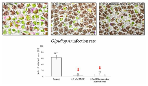 Serine protease 저해를 통한 Olpidiopsis porphyrae var. koranae 감염 저해