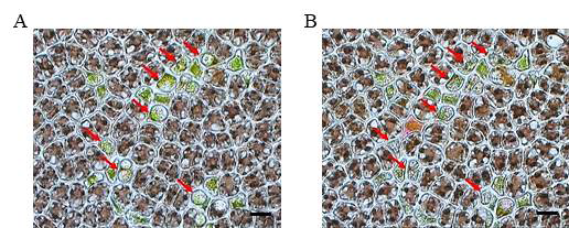 Pyropia 세포내 발달중인 Olpidiopsis 유주자낭의 pyrenochaetic acid C 처리에 따른 사멸 관찰. A. Pyropia 세포내 발달된 Olpidiopsis 유주자낭. B. pyrenochaetic acid C 처리 30분 후 사멸된 Olpidiopsis 유주자낭. Scale bars = 20 μm