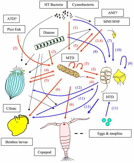 해양생태계 내 먹이망에서 원생생물들의 역할 (Jeong et al. 2010). HT bacteria: 종속영양성 세균. Cyanobacteria: 남세균. Diatom: 규조류. ATD (autotrophic dinoflagellate): 독립영양성 와편모류. MTD (mixotrophic dinoflagellate): 혼합영양성 와편모류. HTD (Heterotrophic dinoflagellate): 종속영양성 와편모류. Ciliate: 섬모충류. ANF (autotrophic nanoflagellate): 독립영양성 미소편모류. MNF (mixotrophic nanoflagellate) : 혼합영양성 미소편모류. HNF (Heterotrophic nanoflagellate): 종속영양성 미소 편모류