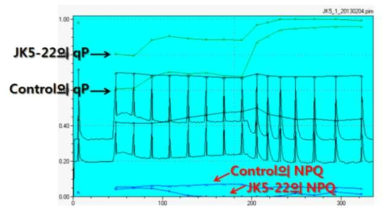 Imaging PAM을 이용하여 돌연변주와 control 사이에서 광합성 효율의 대표적인 parameter인 qP와 NPQ를 비교한 예시