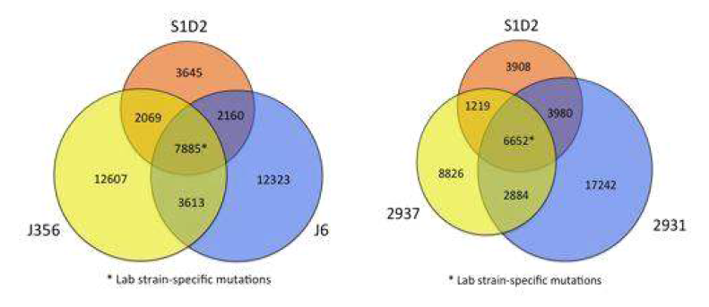 QTL 메핑용 균주선택을 위한 단백질 변이량들의 균주별 분포
