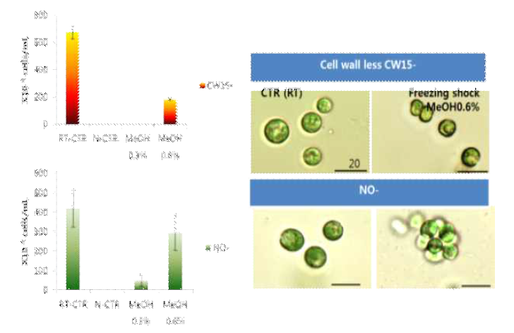 C. reinhardtii CW15-, NO-를 대상으로 메탄올을 동결건조 세포의 생존여부 확인