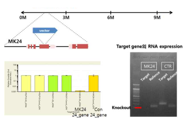 MK24 돌연변이체에서 insertional event가 일어난 위치와 target 유전자의 mRNA 발현 분석