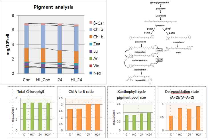 Low light과 High Light 조건애서 Total Chlorophyll, Chlorophyll A to B ratio, deepoxidation state, Xanthophyll cycle pigment pool의 변화