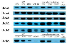 Western blot을 통해 광계를 둘러싼 안테나 관련 단백질의 발현 감소 현상을 확인