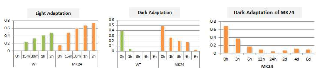 HPLC를 이용한 pigment 분석을 통해 MK24의 xanthophyll cycle의 변화를 확인