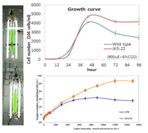 고광도 배양을 원활히 수행하기 위한 bubble column을 이용하여 고광도 조건에서 야생형과 JK5-22의 성장률을 비교(위)한 결과, 산소발생량 측정 결과(아래)