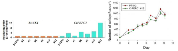 PEPCase 과발현 돌연변이의 RNA 과발현 확인 (좌) 및 야생형 대비 성장률 비교 (우)