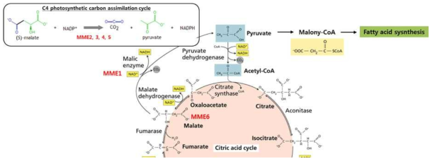 TCA cycle과 Malic enzyme, 지질 합성 경로의 모식도