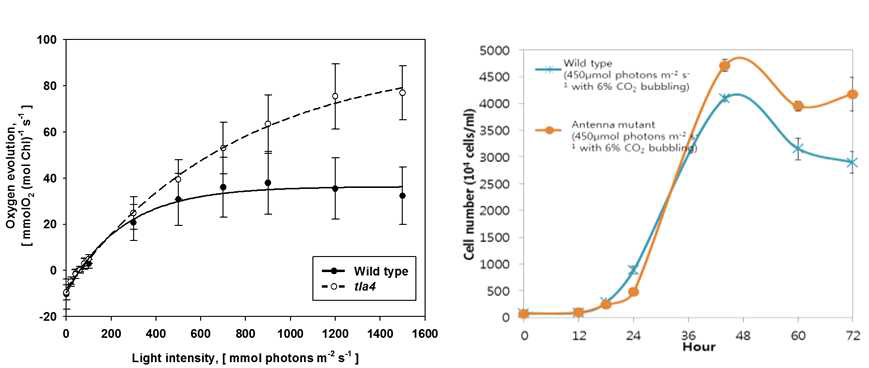 450 μE 조건에서 산소발생량 측정(좌) 및 야생형 대비 성장률 비교(우)