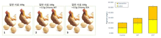 사료 이용 가능성 평가를 위한 실험 개념도 및 닭의 난황에 포함된 색소의 분석