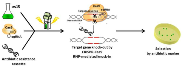 Knock-In 방식의 크리스퍼 유전자 편집 기술의 적용 방법의 모식도. RNP 복합체를 항생제 유전자와 함께 세포내도 도입