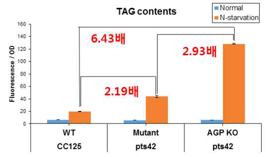 PTS42 AGP knockout 균주 지질 함량 분석, Nile red 염색법으로 TAG 함량 비교 분석