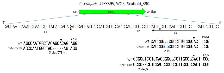 CRISPR-Cas9 방식의 유전자 편집을 통해 확보한 3종 돌연변이주의 서열 분석