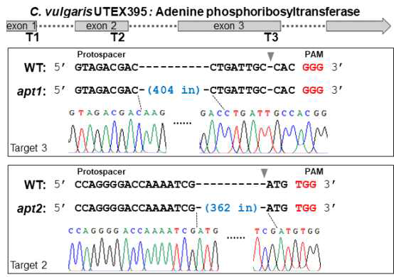 APT 유전자의 knockout 돌연변이에서 편집된 유전자 서열 정보