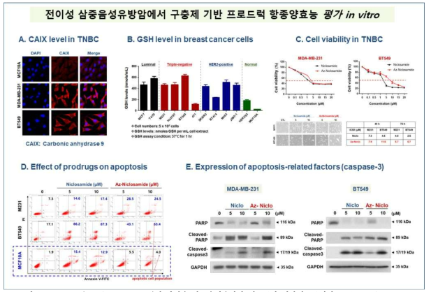 A, CAIX (carboic anhydrase 9)의 발현을 삼중음성유방암 세포주와 정상세포주에서 confocal microscophy로 촬영함. B. 유방암과 정상세포주에서 GSH level 측정. C, Niclosamide와 프로드럭인 Az-Niclo의 Cell viability를 MTS assay로 측정, D. 세포사멸을 Annexin V/PI analysis로 분석, E, 세포사멸인자인 caspase-3 및 PARP cleavage level 분석