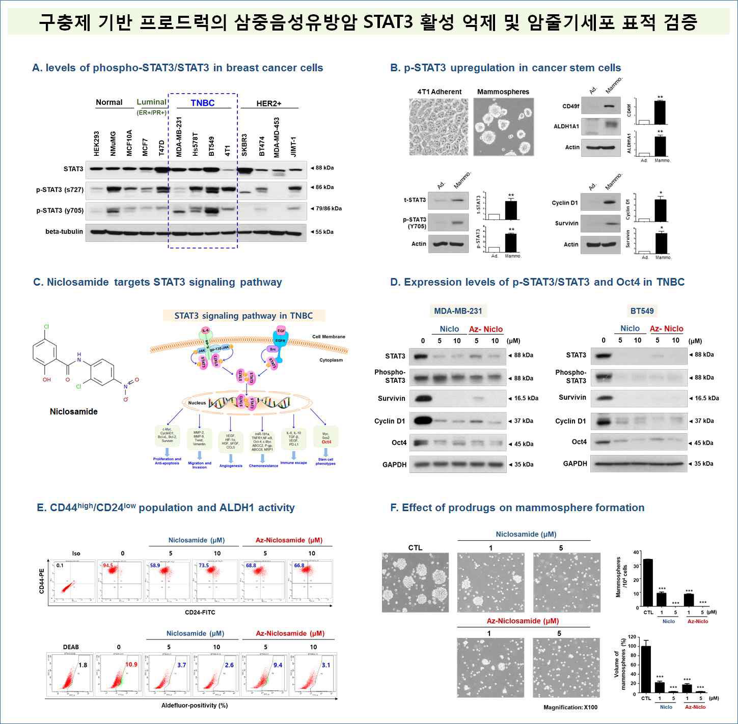 A, 유방암세포주에서 STAT3의 phosphorylation (인산화) 레벨 측정, B, 삼중음성유방암 줄기세포에서 STAT3의 높은 인산화 측정, C, STAT3 signaling pathway에서 Niclosamide의 action mechanism, D, Niclosamide와 프로드럭인 Az-Niclo 처리 후, STAT3 인산화 및 암줄기세포 인자 Oct4 발현 측정, E, Niclosamide와 Az-Niclo 암줄기세포 억제 효과를 CD44high/CD24low 및 ALDH1 activity로 분석, F, Mammosphere-forming ability 측정