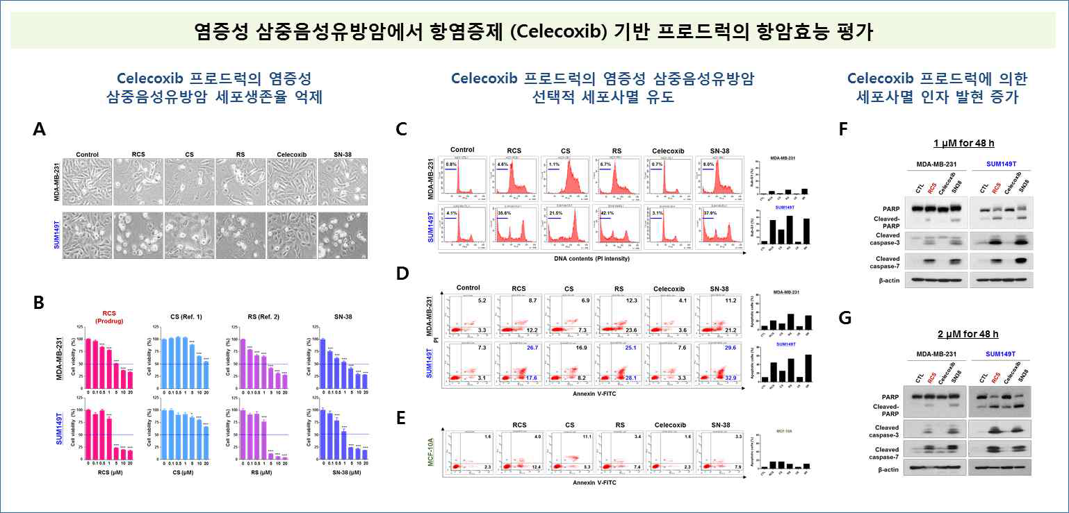 염증성 삼중음성유방암에서 Celecoxib 프로드럭의 항암효능 평가. A-D, 삼중음성유방암 MDA-MB-231 및 염증성 유방암세포주 SUM149T에서 Celecoxib 프로드럭의 세포생존율 억제 및 apoptosis 유도 조사. E, 정상 세포주에서 Celecoxib 프로드럭의 세포사멸 유도 조사. F-G, Apoptosis-related protein들의 발현 비교 조사