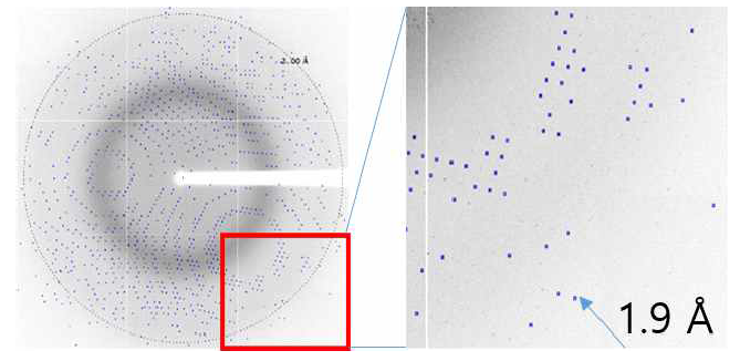 X-ray data 회절 이미지 (좌) 1.9 Å 해상도 확인 (우)