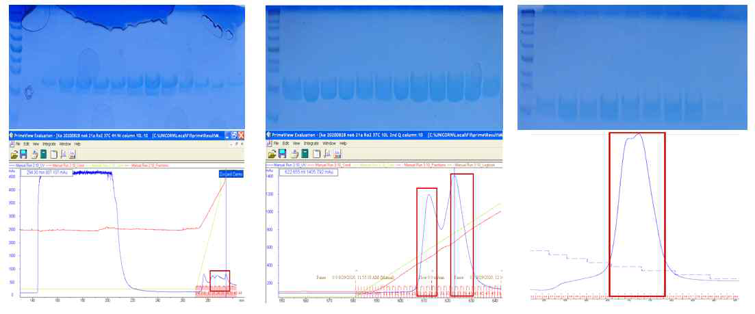 L2-6 hypothetical protein FP2_30540의 정제 과정. (좌) Affinity chromatography (중) Ion chromatography (우) Size exclustion chromatography