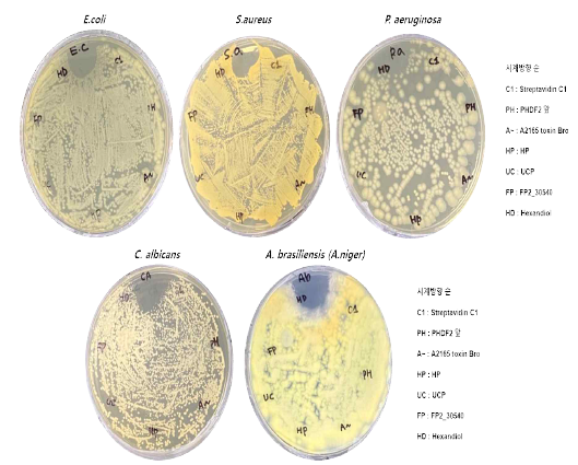 항균성 (박테리아 3종, 진균2종) 초기 실험