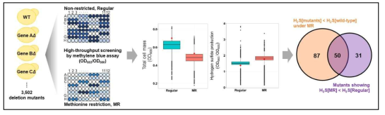 MR 조건 하에서 황화수소 발생에 관여하는 gene에 대한 Genome wide screening