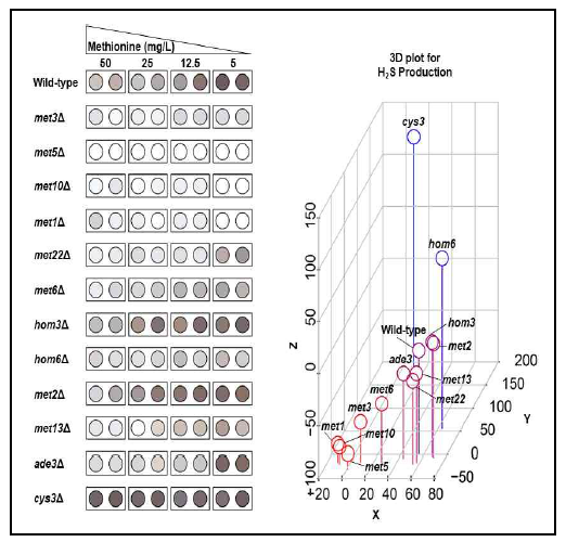 Methionine 생합성 관련 유전자를 deletion한 strain들의 황화수소 발생량 비교