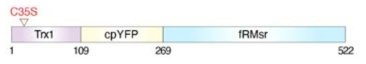 Trx1/cpYFP/fRMsr 바이오센서의 구성