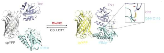 Trx1/cpYFP/fRMsr 바이오센서의 작동 원리