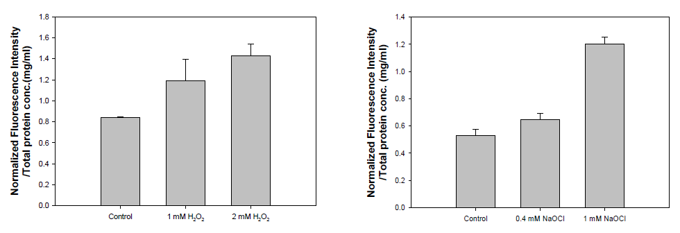 HEK293FT 세포 용해물에서 산화 스트레스 축적 측정 결과