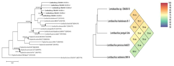 (좌) Maximum-likelihood (ML) algorithms for the 16S rRNA gene sequence, (우) ANI phylogenetic tree