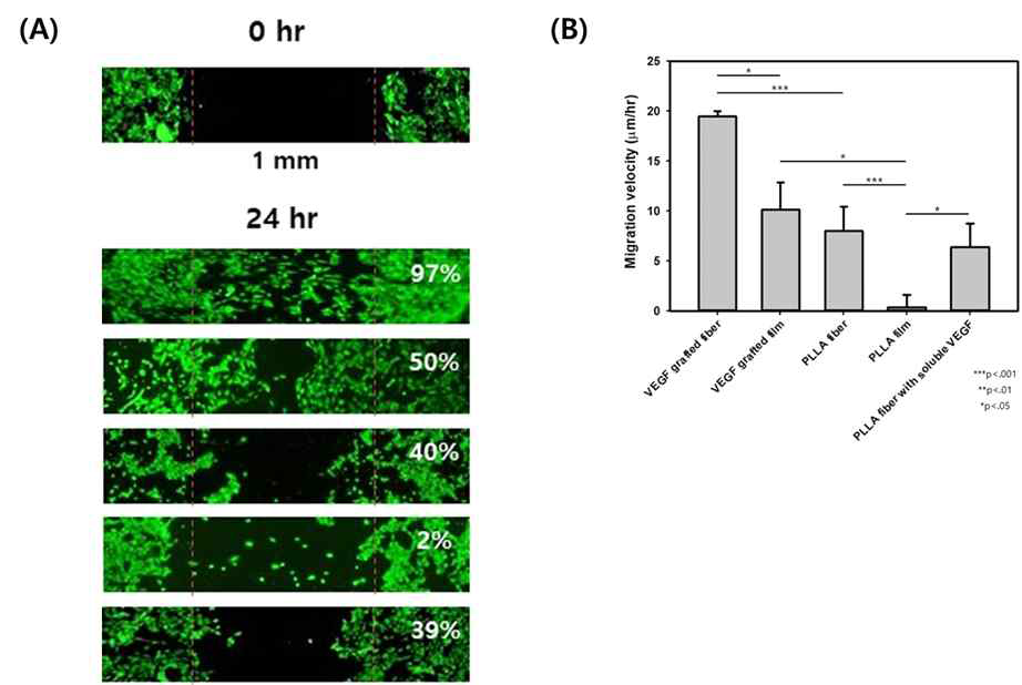 Migration test 이미지(A), 세포 이주 속도 분석(B)