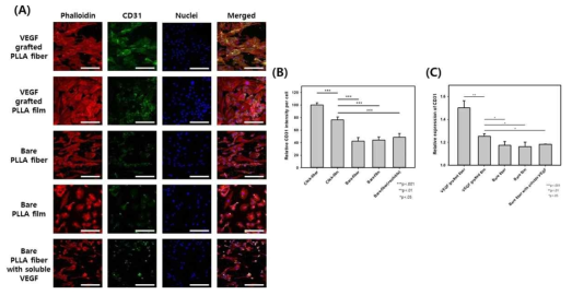 Immunostaining 결과(A), 및 이에 따른 CD31 강도(B), PCR을 통한 CD31의 발현 비교(C)