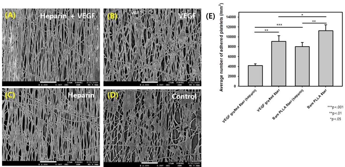 혈소판 부착 여부를 확인 실험 (A) Heparin이 담지/VEGF 부착된 나노섬유 (B) VEGF 부착된 나노섬유 (C) Heparin이 담지된 나노섬유 (D) 나노섬유의 SEM 이미지 (E) 각 나노섬유의 혈소판 부착량의 비교