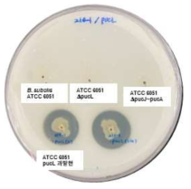 pucL knock-out 균주와 과발현 균주의 uric acid 분해 능력. wild type과 pucL knock-out, uric acid 분해 유전자 cluster knock-out (pucJ~pucA), pucL 과발현 균주를 uric acid-agar plate에 접종 후, 2 일 후 clear zone의 생성 여부를 관찰