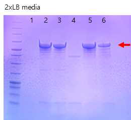 76-1 transformant의 lactase 유전자 발현. lane 1: B. subtilis ATCC6051 (comK), lane 2: B. subtilis ATCC6051 (comK)-lactase transformats clone #1, lane 3: B. subtilis ATCC6051 (comK)-lactase transformats clone #3, lane 4: B. subtilis 76-1 (comK), lane 5: B. subtilis 76-1 (comK)-lactase transformats clone #1, lane 6: B. subtilis 76-1 (comK)-lactase transformats clone #2