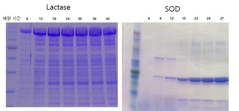 Δprotease+phage 균주를 이용한 lactase, SOD의 5L 발효조 배양 결과. Lactase의 경우, total cell, SOD의 경우, 배양 상등액을 SDS-PAGE를 이용하여 발현량을 분석