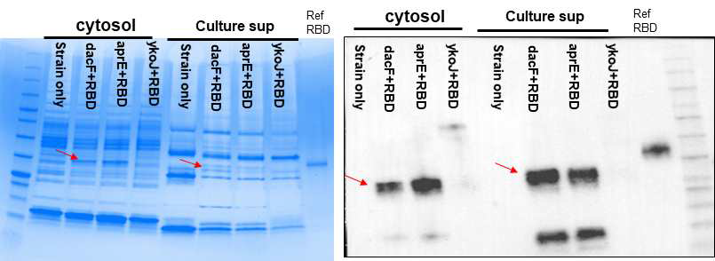 선택된 leader sequence와 #27 promoter를 이용한 COVID-19 RBD의 발현. 왼쪽은 SDS-PAGE, 오른쪽은 Westen blotting. 발현 host는 Δprotease+phage를 사용. refernce RBD와 anti-RBD antibody는 Genscript에서 구입