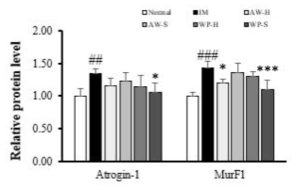Atrogin-1, MurF1의 단백질 발현 정량