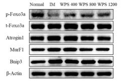 p-Foxo, Foxo, Atrogin-1, MurF1, Bnip3 의 단백질 발현